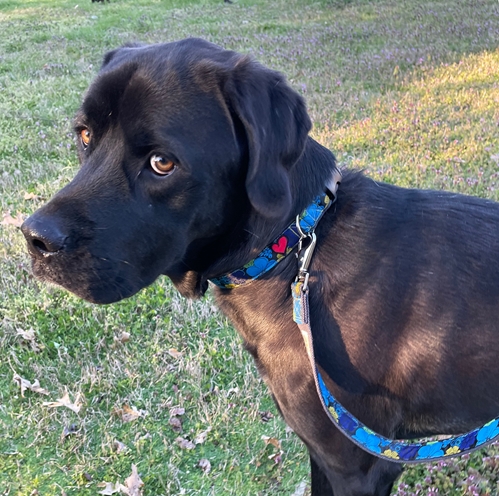 blue hawaii hemp leashes - earthdog-bhl