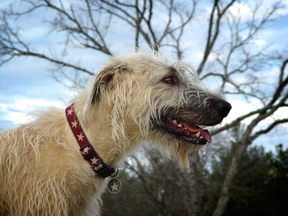 Irish wolfhound collars and hot sale leashes