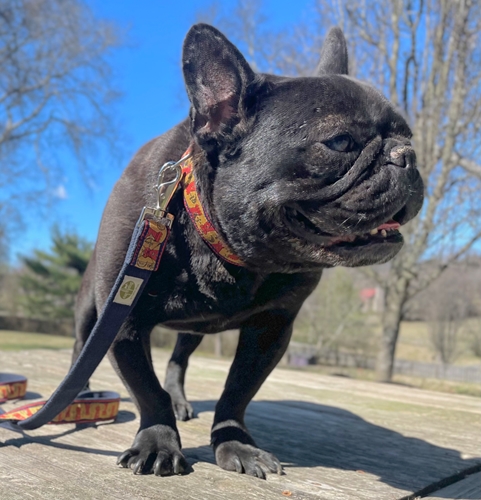 earthdog pack member nigel wearing the hemp castle collar & leash