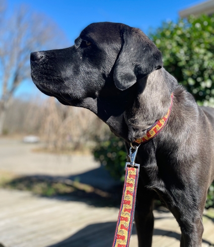 earthdog pack member auggie wearing the hemp castle collar & leash