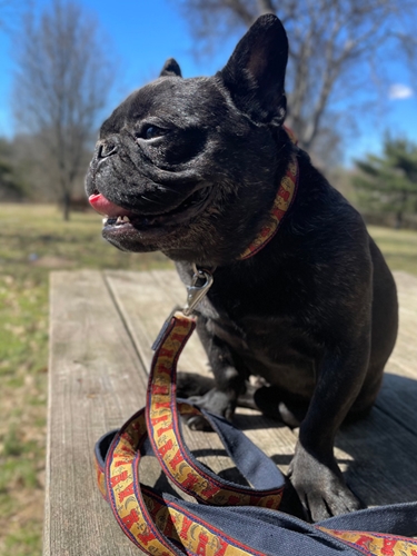 earthdog pack member nigel wearing the hemp castle collar & leash