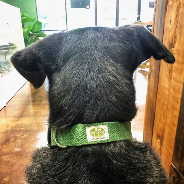 hemp dog collar with metal buckle